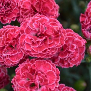 DIANTHUS F.P. `RASPBERRY RUFFLES`