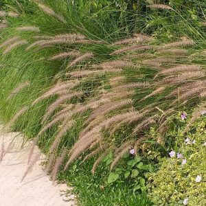 PENNISETUM ALOPECUROIDES