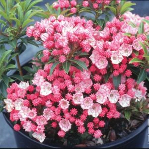 KALMIA LATIFOLIA `TIDDLYWINKS`