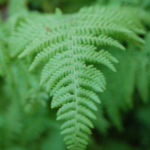 DENNSTAEDTIA PUNCTILOBULA