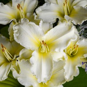 HEMEROCALLIS `SUNDAY GLOVES`