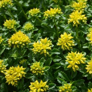 SEDUM `LITTLE MISS SUNSHINE`