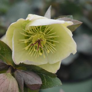 HELLEBORUS X FROSTKISS `MOLLY`S WHITE`