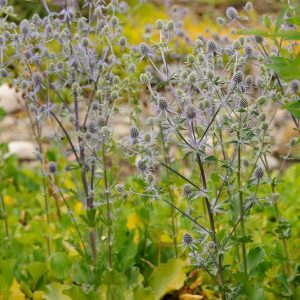 ERYNGIUM PLANUM `BLUE GLITTER`