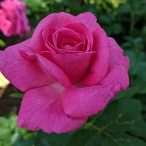 ROSA `TRUE GRATITUDE` - CL