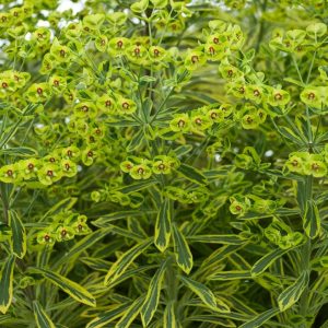 EUPHORBIA X MARTINII `ASCOT RAINBOW`