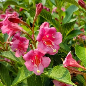 WEIGELA SNIPPET `DARK PINK`