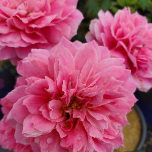 ROSA `TRUE INSPIRATION`