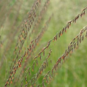 BOUTELOUA CURTIPENDULA