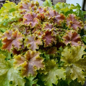 HEUCHERA DOLCE `APPLE TWIST`