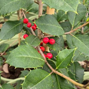 ILEX OPACA `SATYR HILL` - FEMALE