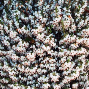 ERICA CARNEA WHITE