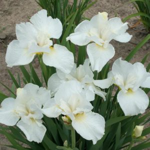 IRIS SIBIRICA `SWANS IN FLIGHT`