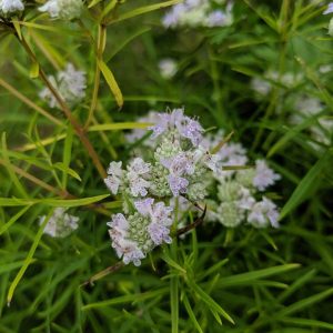 PYCNANTHEMUM TENUIFOLIUM