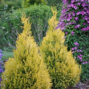 THUJA PLICATA `FLUFFY`