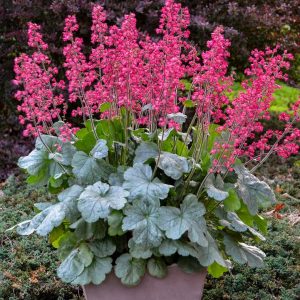 HEUCHERA DOLCE `SPEARMINT`