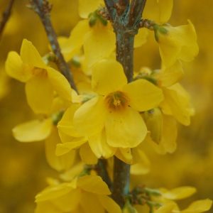 FORSYTHIA `SHOW OFF`