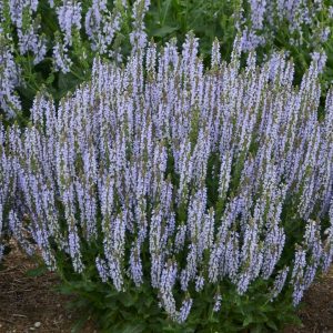 SALVIA `PERFECT PROFUSION`
