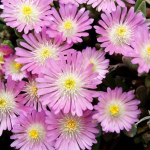 DELOSPERMA JEWEL DESERT `ROSE QUARTZ`