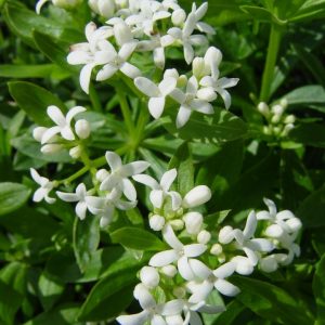 GALIUM ODORATUM - SWEET WOODRUFF