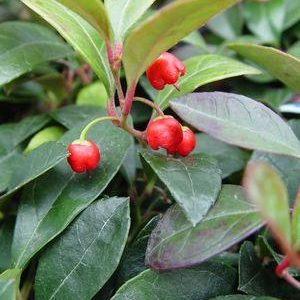 GAULTHERIA PROCUMBENS