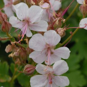 GERANIUM CANTABRIGIENSE `BIOKOVO`