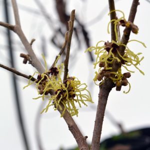 HAMAMELIS VERNALIS