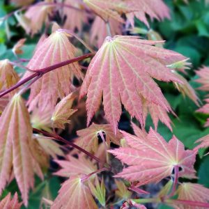 ACER SHIRASAWANUM `AUTUMN MOON`