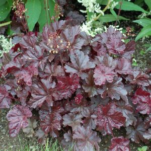 HEUCHERA `OBSIDIAN`