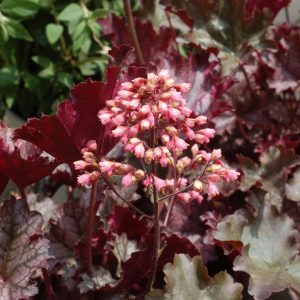 HEUCHERA `PLUM PUDDING`