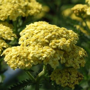 ACHILLEA `SUNNY SEDUCTION`