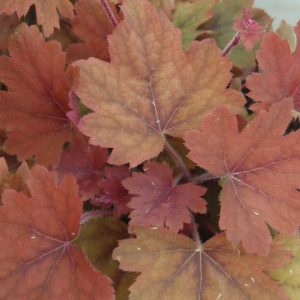 HEUCHERELLA `SWEET TEA`
