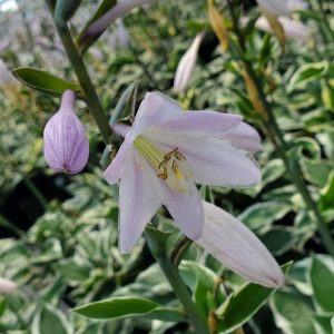 HOSTA `PATRIOT`