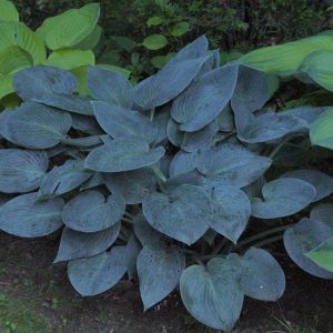 HOSTA TARDIANA `HALCYON`