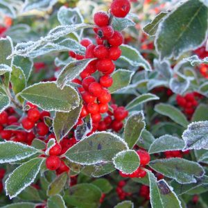 ILEX VERTICILLATA
