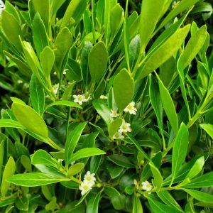 ILEX GLABRA `SHAMROCK`