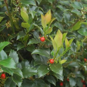 ILEX X MESERVEAE `BLUE MAID`