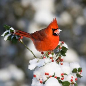 ILEX X MESERVEAE `CHINA GIRL`