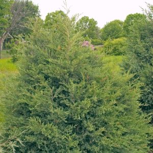 JUNIPERUS VIRGINIANA