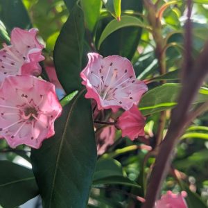 KALMIA LATIFOLIA `NIPMUCK`