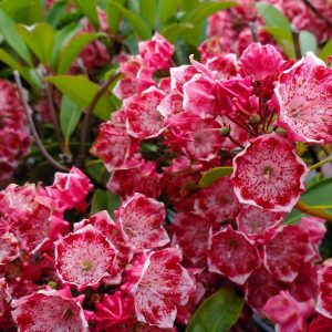 KALMIA LATIFOLIA `KALEIDOSCOPE`