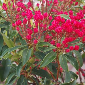 KALMIA LATIFOLIA `SARAH`