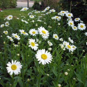 LEUCANTHEMUM X SUPERBUM `BECKY`