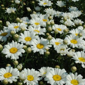 LEUCANTHEMUM AMAZING DAISIES `DAISY MAY`
