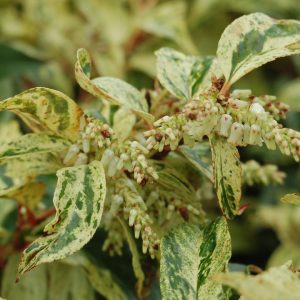 LEUCOTHOE FONTANESIANA `RAINBOW`