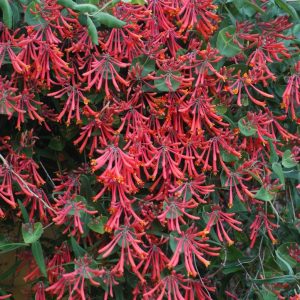 LONICERA SEMPERVIRENS `MAJOR WHEELER`