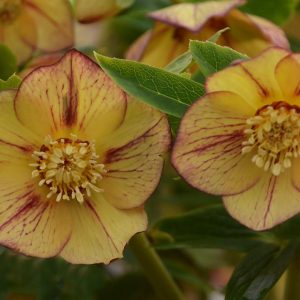 HELLEBORUS HONEYMOON `TROPICAL SUNSET`