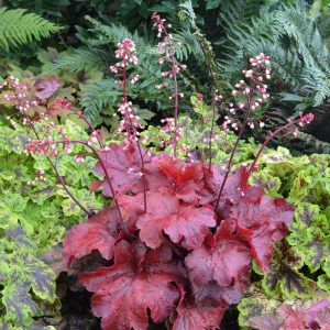HEUCHERA `FIRE ALARM`