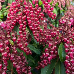 PIERIS `INTERSTELLA`