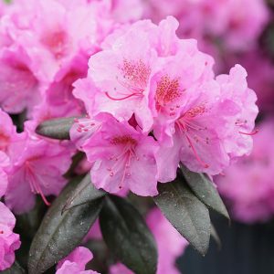 RHODODENDRON X `BLACK HAT`